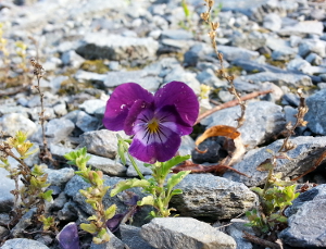 Viola tricolor growing amongst gravel