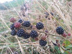 Blackberries