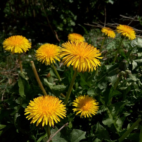 Dandelions